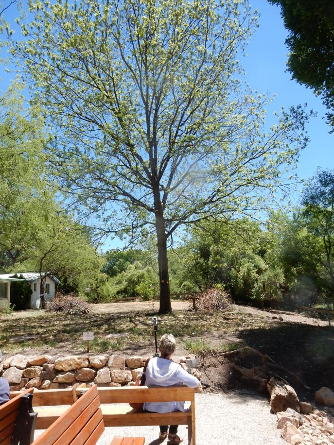 10- Dad's Pecan Tree Thriving