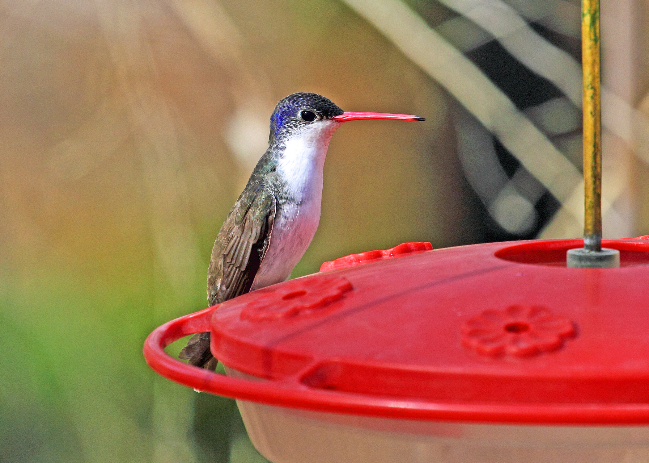 06-30 Violet-crowned hummingbird John Hoffman